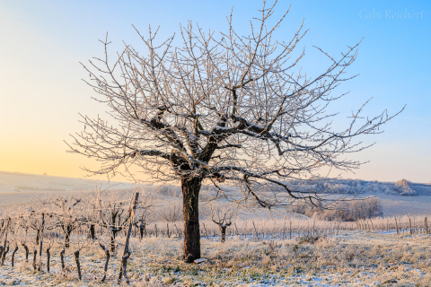 Eis und Kirschbaum