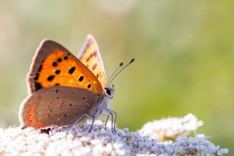 Schmetterling