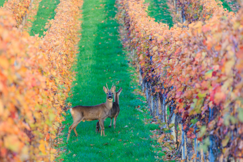 Rehe