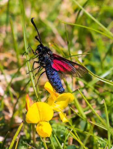 Hufeisenklee Widderchen, Nachtfalter