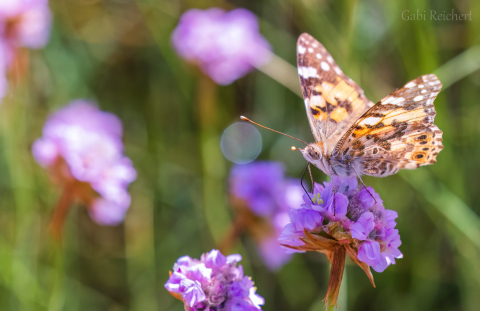 Schmetterling, Bretagne