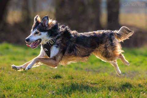 Hundefotografie