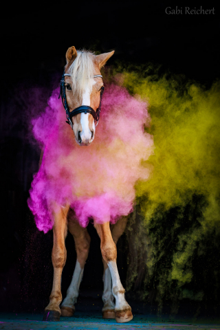 Holishooting Pferd