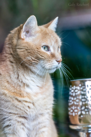 Katzenshooting