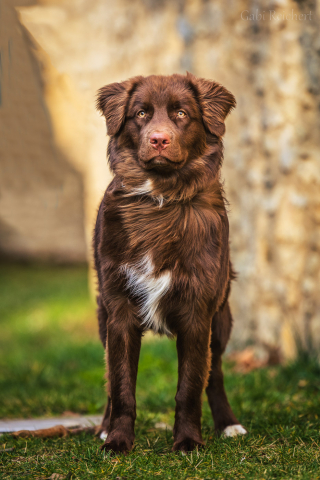 Hundeshooting, Willy