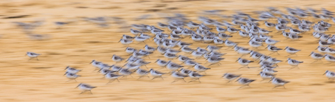 Strandläufer, Les Amiets
