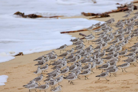 Strandläufer, Les Amiets