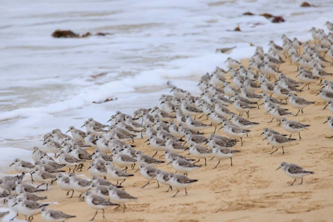 Strandläufer, Les Amiets