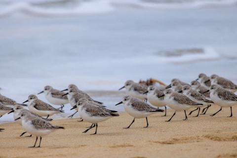 Strandläufer, Les Amiets