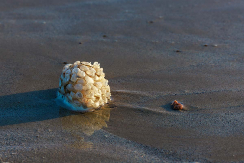 Eischalen der Wellhornschnecke