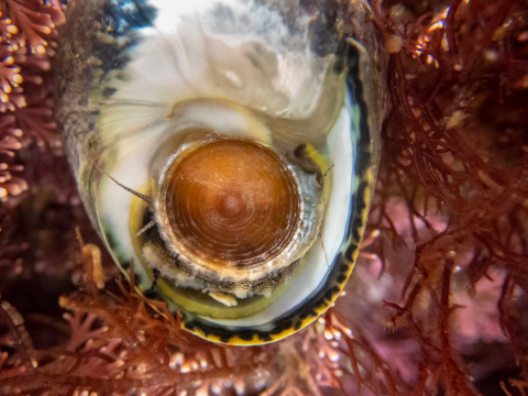 Unterwasser - Schnecke