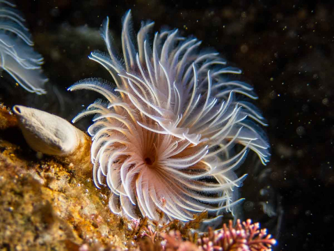 Röhrenwurm im Gezeitenbecken
