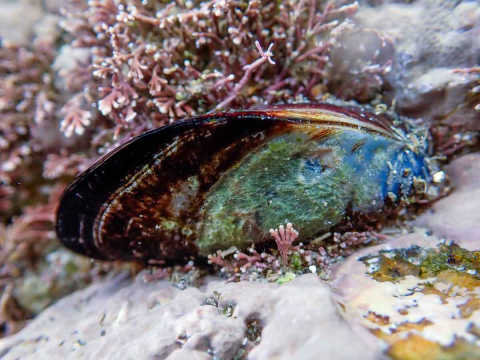 Muschel im Gezeitenbecken