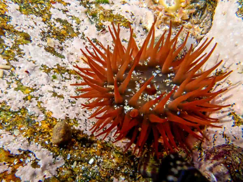 Anemone