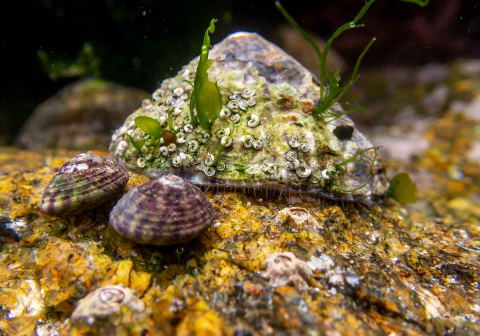 Napfschnecke im Gezeitenbecken