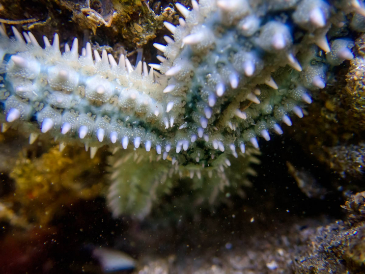 Ein Eisseestern hängt am überhängenden Felsen im Gezeitenbecken Ein Eisseestern hängt am überhängenden Felsen im Gezeitenbecken