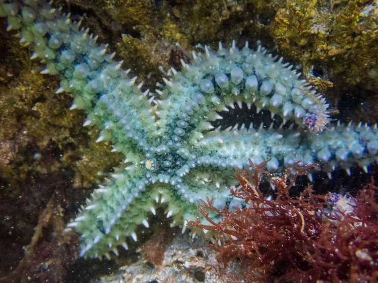 Grünlicher Eisseestern Grünlicher Eisseestern