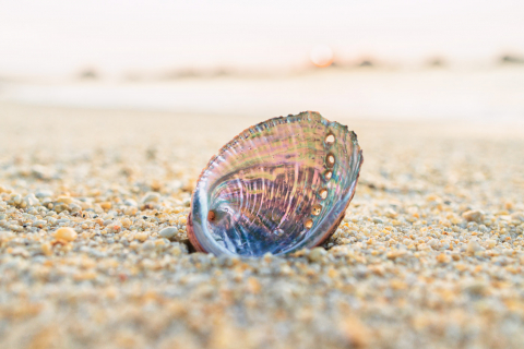 Die Schale des Seeohrs am Strand