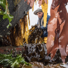 Xavier fütter Fingertang an die Seeohren