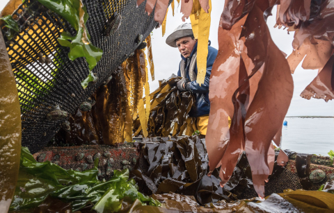 Xavier fütter Fingertang an die Seeohren
