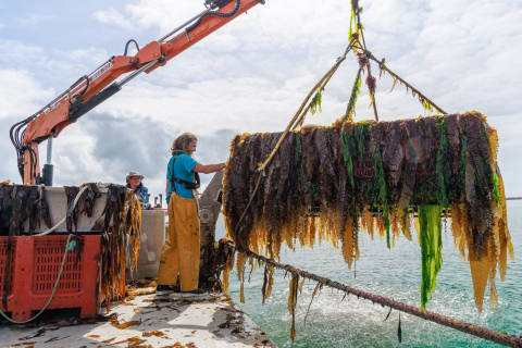 Die Kästen der Seeohren sind ein kleines Biotop