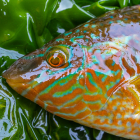 Lippfisch auf einer Kiste