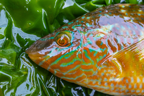 Lippfisch auf einer Kiste