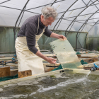 Etwa ein Jahr lang leben die Seeohren in diesen Becken, dann geh