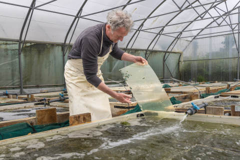 Etwa ein Jahr lang leben die Seeohren in diesen Becken, dann geh