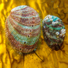 Die typischen Farbsteifen der Haliotis Seeohren