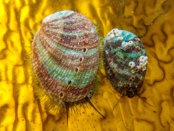 Die typischen Farbsteifen der Haliotis Seeohren