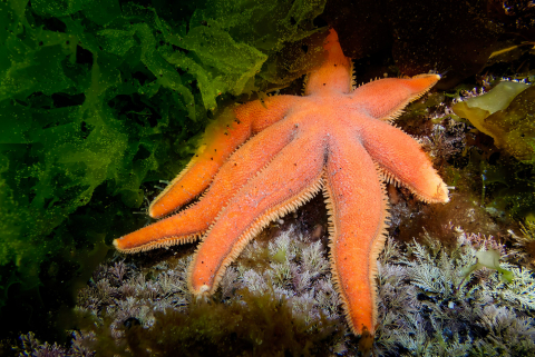 Siebenarmiger Seestern, Lesconil