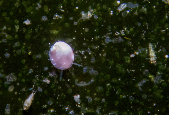 Eine ein Millimeter kleine Ormeau