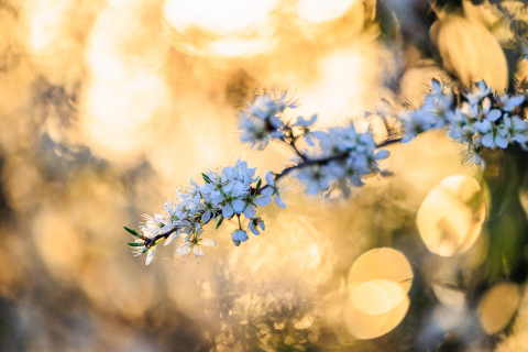Schlehenblüte