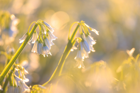 Blüten im Abendlicht