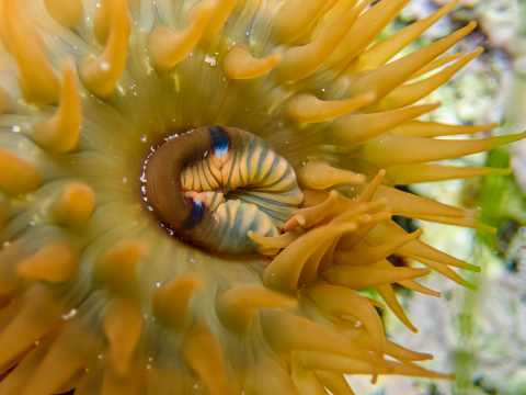 Anemone