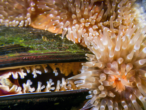 Muscheln und Anemonen