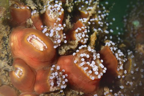 Korallenanemone, Bretagne