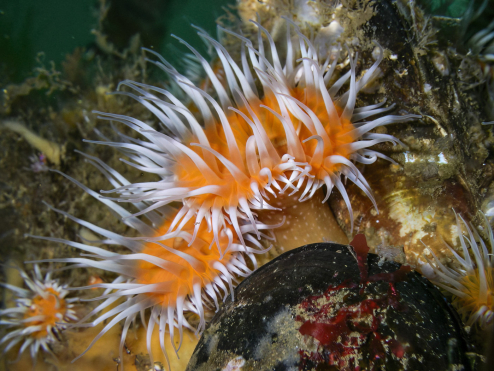 Seedahline, Anemone Seedahline, Anemone