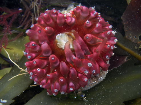 Anemone Anemone