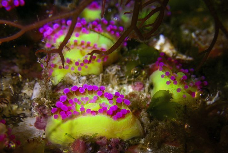 Korallenanemone, Bretagne Korallenanemone, Bretagne