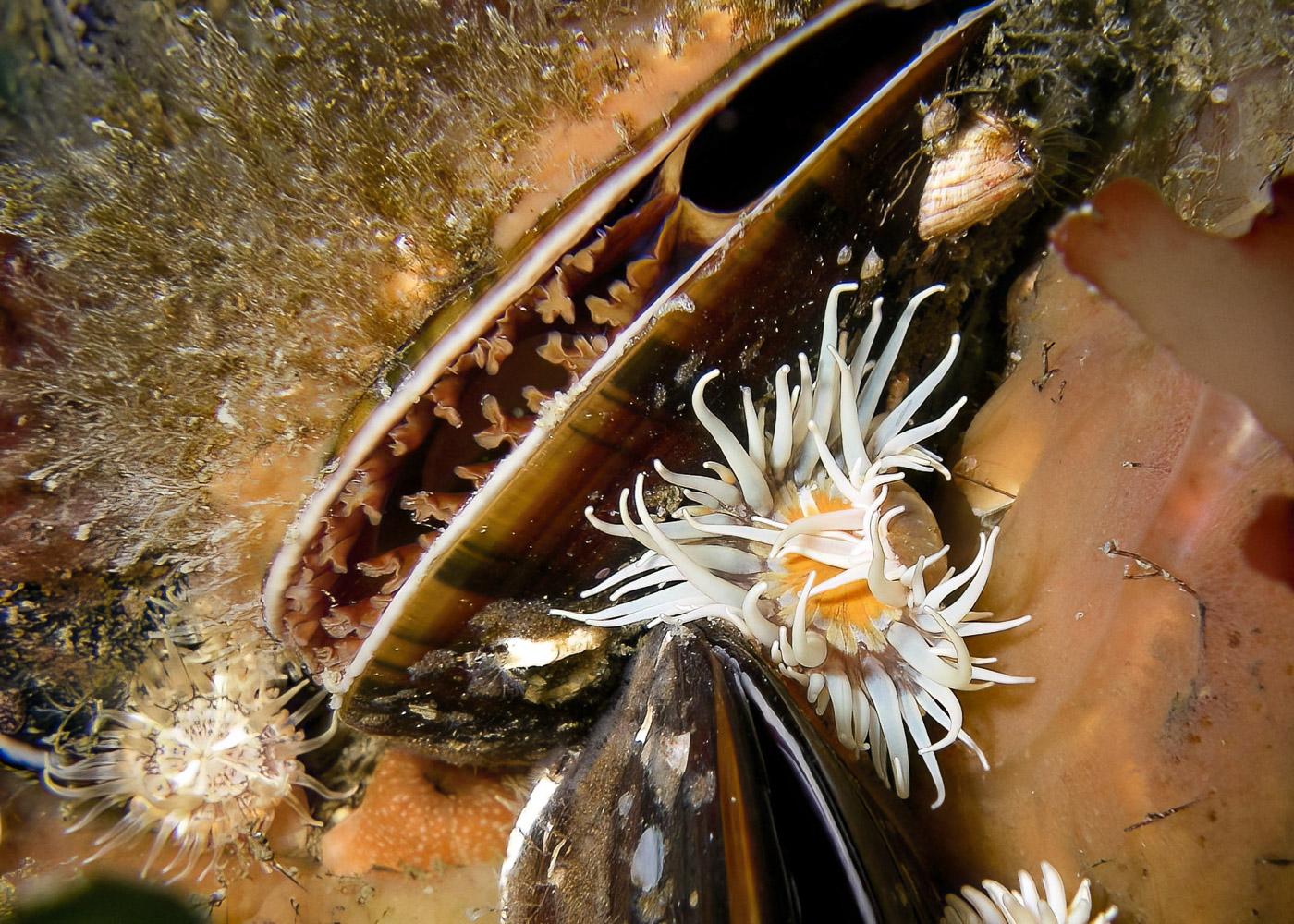 Muscheln und Anemonen Muscheln und Anemonen