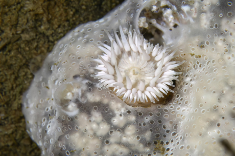 Eine weiße Anemone in einem Schwamm, Camaret