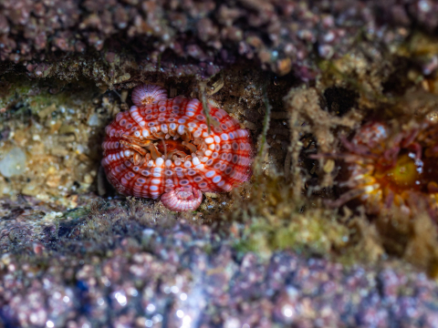 Anemone