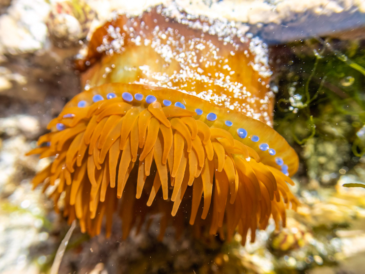 Grüne Pferdeaktinie mit den blauen Nesselzellen Grüne Pferdeaktinie mit den blauen Nesselzellen
