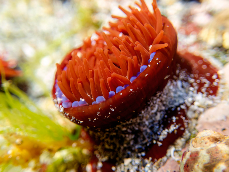 Pferdeaktinie, Anemone in der Bretagne Pferdeaktinie, Anemone in der Bretagne