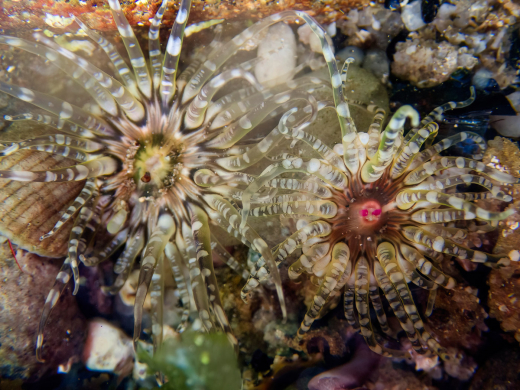 Felsengoldrose, Anemone in der Bretagne Felsengoldrose, Anemone in der Bretagne