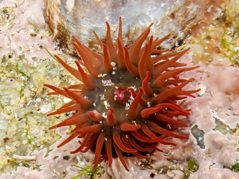 Pferdeaktinie, Anemone in der Bretagne Pferdeaktinie, Anemone in der Bretagne