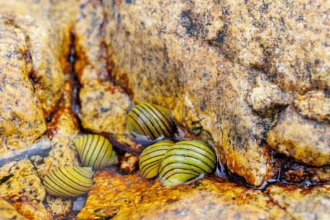 Schnecken, Insel Molene