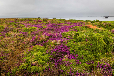 Die Heide blüht auf der Insel Molene